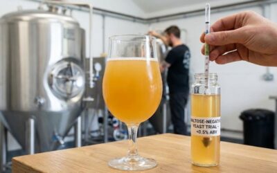 What Is Maltose-Negative Yeast? A Guide to Low-ABV Brewing